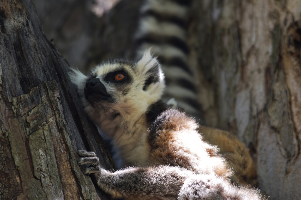 Maki dans le parc national de l'Isalo