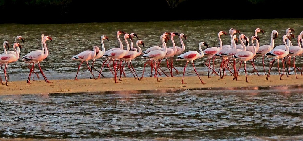 Observation des flamants roses à Saint-Augustin