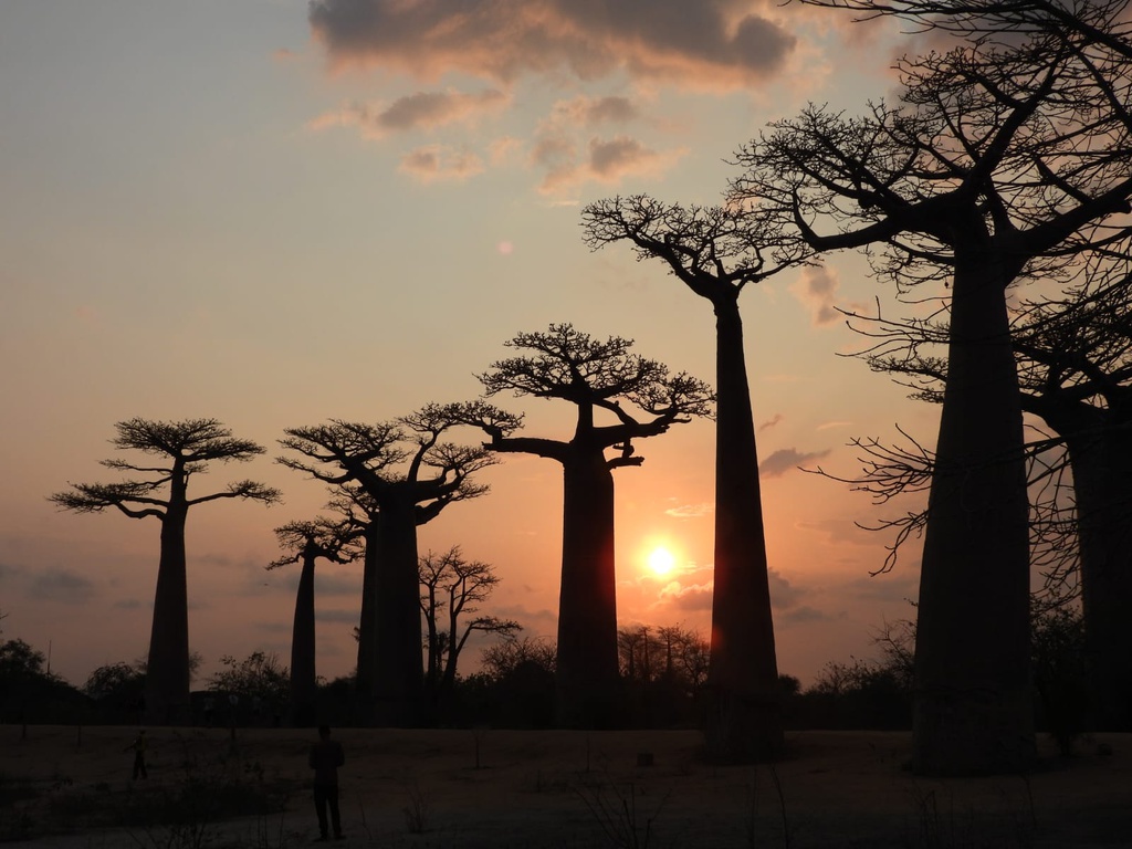 Morondava: Découverte du parc national Bemaraha