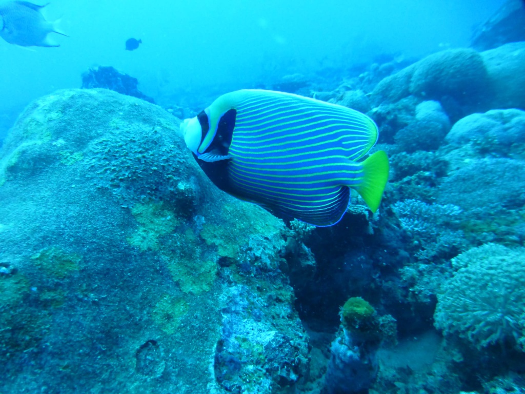 Baptême de plongée