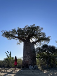 À Travers Madagascar : Du Centre aux Merveilles Côtières
